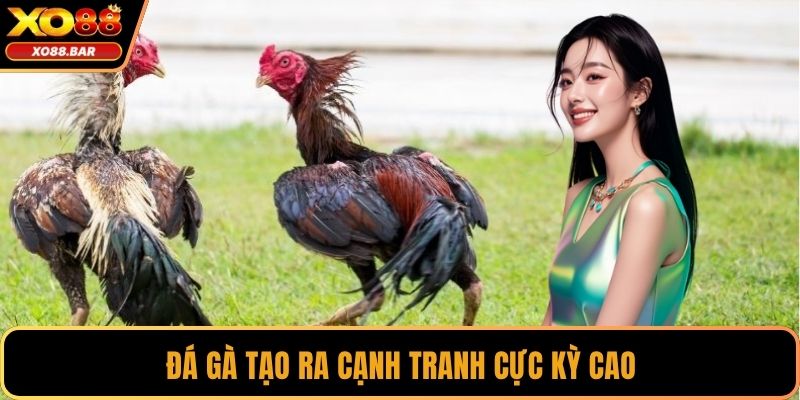 Đá gà tạo ra cạnh tranh cực kỳ cao
